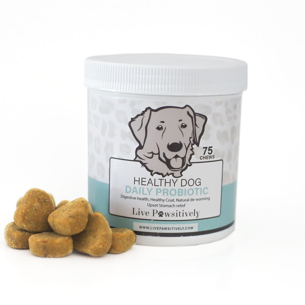Healthy dog hotsell probiotics