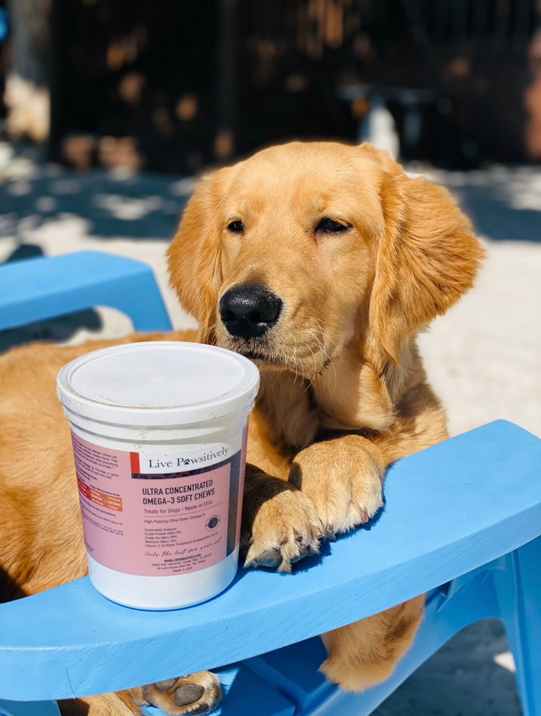 Benefits of Omega-3 for Dogs